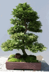 Chamaecyparis Obtusa Plant