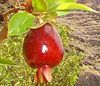 Cherry of Rio Grand - Eugenia aggregata