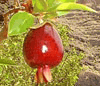 Cherry of Rio Grand - Eugenia aggregata