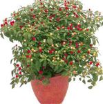 Chilli Plants 