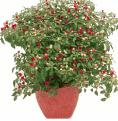 Chilli Plants 