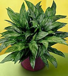 Chinese Evergreen