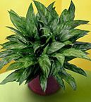 Chinese Evergreen