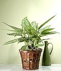 Chinese Evergreen 