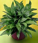 Chinese Evergreen