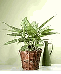 Chinese Evergreen 