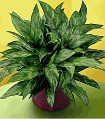 Chinese Evergreen