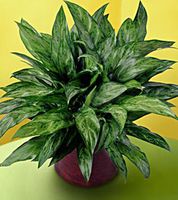Chinese Evergreen