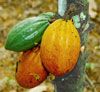 Chocolate Plant, Cacao ; kakaaw