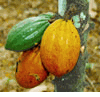 Chocolate Plant, Cacao ; kakaaw