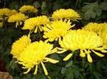 chrysanthemum 10 stems 