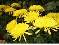 chrysanthemum 10 stems 