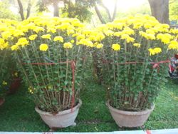 Chrysanthemum 2 pots