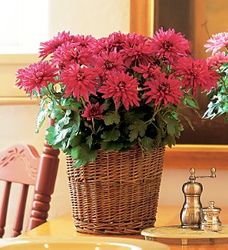 chrysanthemum plant