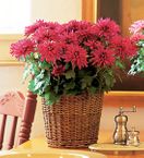 chrysanthemum plant