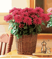 chrysanthemum plant