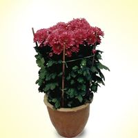 Chrysanthemum Pom-Dark Purple 2 pots