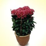 Chrysanthemum Pom-Dark Purple 2 pots