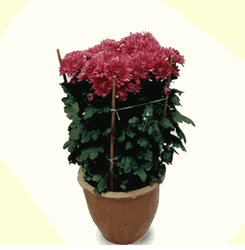 Chrysanthemum Pom-Dark Purple 2 pots