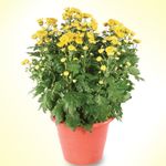 Chrysanthemum Yellow(2 Pots) 