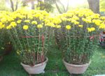 Chrysanthemum Yellow(2 Pots)