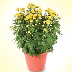 Chrysanthemum Yellow(2 Pots) 