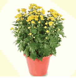 Chrysanthemum Yellow(2 Pots) 
