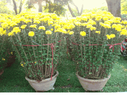 Chrysanthemum Yellow(2 Pots)