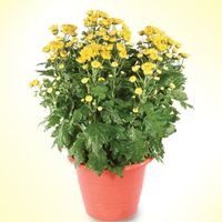 Chrysanthemum Yellow(2 Pots) 