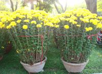 Chrysanthemum Yellow(2 Pots)