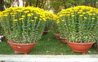 Chrysanthemum Yellow(2 Pots)