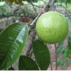Chrysophyllum cainito 