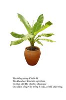 chuoida