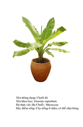 chuoida