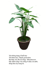 chuoihat