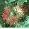 cinco llagas  (Nhản Lồng
