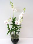 classic white dendrobium 