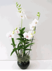 classic white dendrobium 