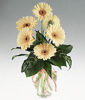 Clear vase of six  gerbera.