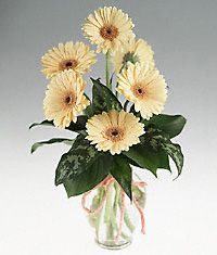 Clear vase of six  gerbera.