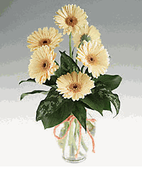 Clear vase of six  gerbera.