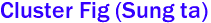 Cluster Fig (Sung ta)