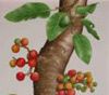Cluster Fig (Sung ta)