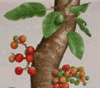 Cluster Fig (Sung ta)