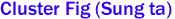 Cluster Fig (Sung ta)