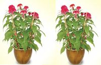 Cockscomb (2 Pots) 8 inches