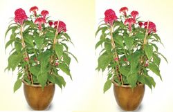 Cockscomb (2 Pots) 8 inches