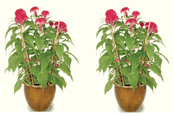 Cockscomb (2 Pots) 8 inches