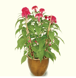 Cockscomb 