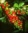 Coffee Plant, kafae ; kopi ; kaphi ; kafe ; gafae (Ca-phe